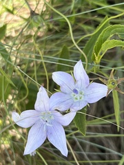 Wahlenbergia undulata
