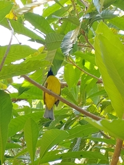Rubigula flaviventris