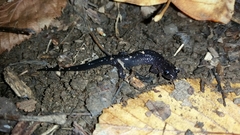 Plethodon teyahalee