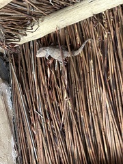 Chondrodactylus bibronii