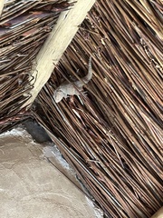 Chondrodactylus bibronii