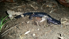 Plethodon teyahalee