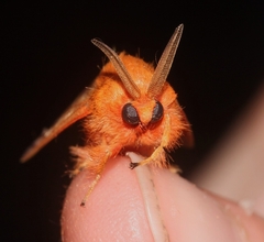 Zygaenoidea