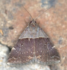 Plecopterodes moderata