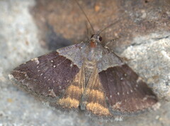 Plecopterodes moderata