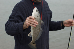 Sciaenops ocellatus