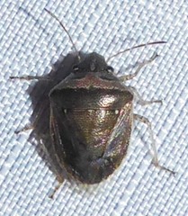 Eysarcoris ventralis