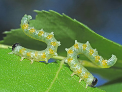 Pristiphora testacea