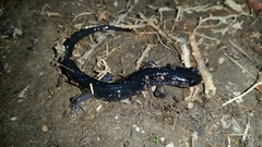 Plethodon teyahalee