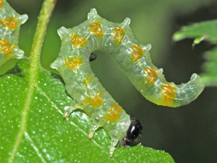 Pristiphora testacea