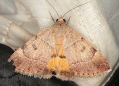 Plecopterodes moderata