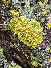 Xanthorioideae