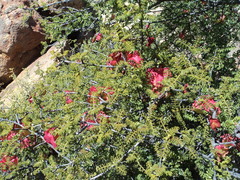 Erythrophysa alata