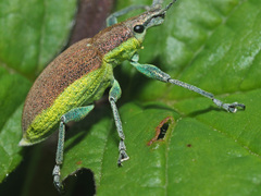 Chlorophanus flavescens