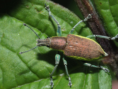 Chlorophanus flavescens