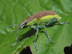 Chlorophanus flavescens