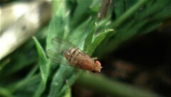 Drosophila immigrans