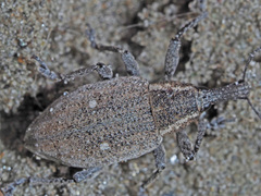 Lepyrus palustris