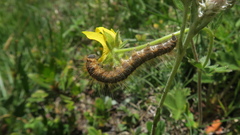 Malacosoma castrense