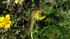 Malacosoma castrense