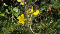 Malacosoma castrense