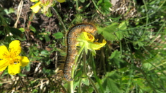Malacosoma castrense