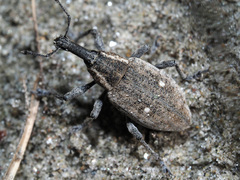 Lepyrus palustris