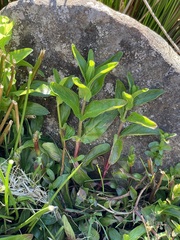 Veronica anagallis-aquatica