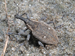 Lepyrus palustris