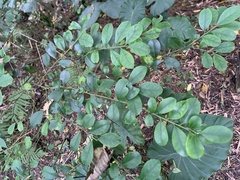 Ilex maximowicziana