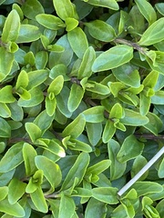 Veronica anagallis-aquatica