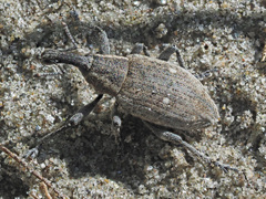Lepyrus palustris