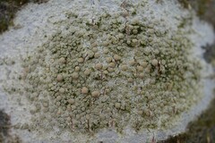 Lecanora carpinea