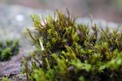 Schistidium crassipilum