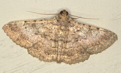 Polydesma umbricola