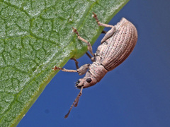 Pseudomyllocerus canescens