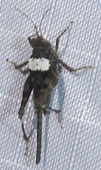 Paratettix histricus