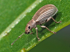 Pseudomyllocerus canescens