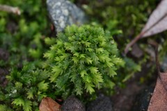 Fissidens taxifolius