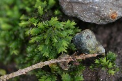 Fissidens taxifolius