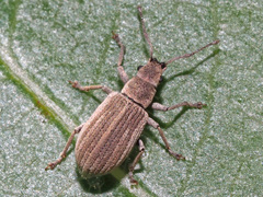 Pseudomyllocerus canescens