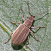 Pseudomyllocerus canescens - Photo (c) Felix Riegel, some rights reserved (CC BY-NC), uploaded by Felix Riegel