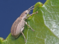 Pseudomyllocerus canescens