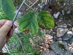 Orchestes fagi