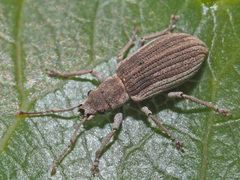 Pseudomyllocerus canescens