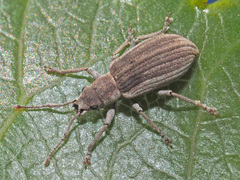 Pseudomyllocerus canescens