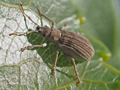 Pseudomyllocerus canescens