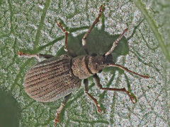 Pseudomyllocerus canescens