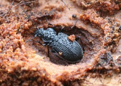 Limodromus krynickii