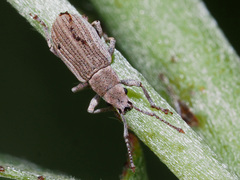 Pseudomyllocerus canescens